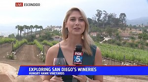 4.5K views · 92 reactions | San Diego county has 116 different wineries! This morning I ventured into Escondido to check out Hungry Hawk Vineyards & Winery for FOX 5 San Diego! | Tabitha Lipkin | Facebook