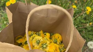 Foraging coming back in kitchens, restaurants centuries after ancestors abandoned hunter gathering