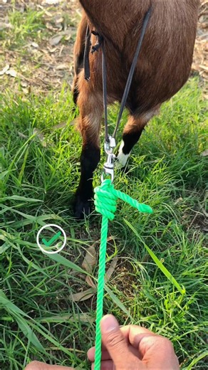 Easy Goat Rope Method #diy #knot #hacks #tips #shorts #youtubeshorts