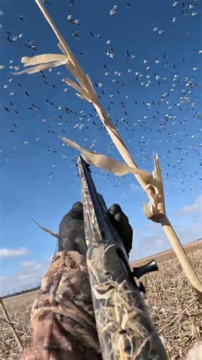 Snow goose pass shooting #hunting #outdoors #snowgeese #shorts #duckhunting #goosehunting