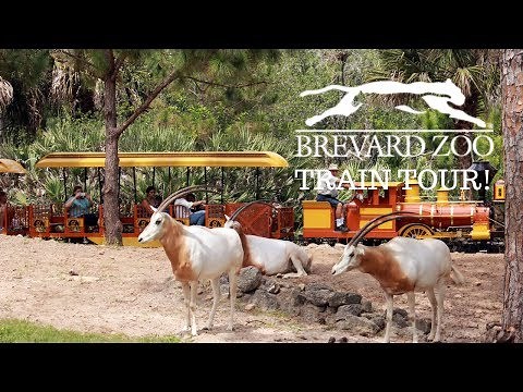 🚂Full tour of the train ride at the Brevard Zoo Melbourne Florida!