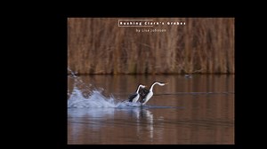 My wife Lisa shot some video of the rushing grebes at Calero Reservoir and she captured this nice moment. I tested out editing using DaVinci Resolve with this clip, and it was pretty fun. I'm looking forward to her and I doing more video in the future and working on my video editing chops. | Chris Johnson
