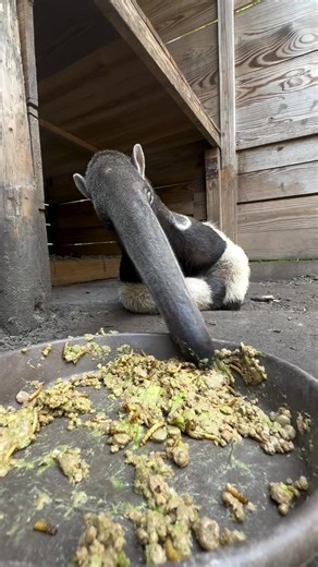El oso hormiguero gigante, también llamado oso palmero, oso bandera, tamandúa bandera, yurumí o ñurumí,; es una especie de mamífero piloso de la familia de los mirmecofágidos que se encuentran en América Central y Sudamérica y es la especie más grande de oso hormiguero. Es la única especie viviente del género Myrmecophaga. | Planeta Animal