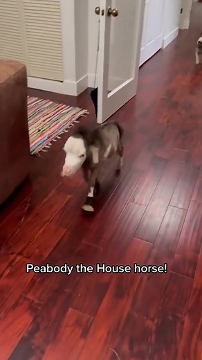 Smallest Horse in the World: Peabody the Miniature House Horse