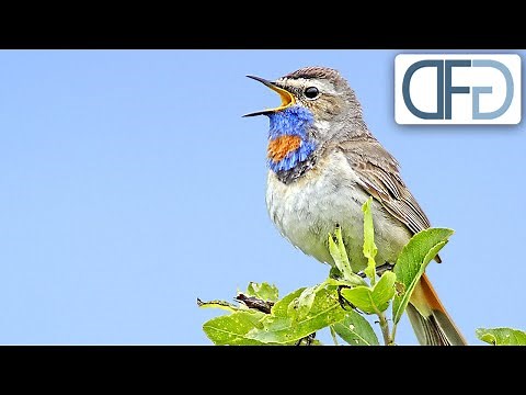 Singende Vögel | Tiere vor der Kamera (1974) | Folge 01/57