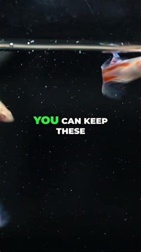 Colorful Beginner Fish for Community Tanks | Pink Grass Guppy