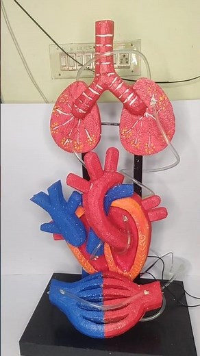 Circulatory system model | blood circulation Science project #schoolproject #science #shorts