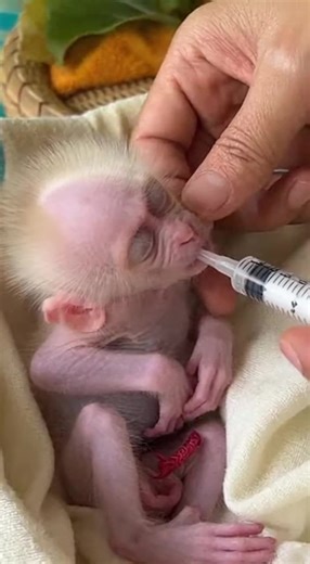 Cute Baby Monkey Moments You Can't Miss
