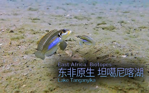 【东非原生】坦噶尼喀湖 (39) 紫蓝叮当('Lamprologus' ocellatus) 合集 3P