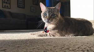 Austin City Council approves ordinance banning the declawing of cats 'for aesthetic reasons'