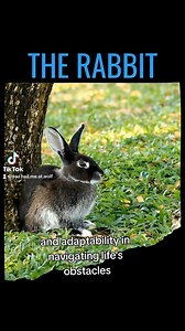 Lessons from the Rabbit: Rabbits have various spiritual and symbolic meanings in different cultures and belief systems. Here are some of the spiritual aspects and symbolic interpretations associated with rabbits: Fertility, Abundance, Cunning and Cleverness, Quick Thinking, Sensitivity, Transformation and more! * * #rabbit #spiritguide #fertility #abundance #symbolism #transformation #clever #balance | The Healing Path of the Raven & Wolf