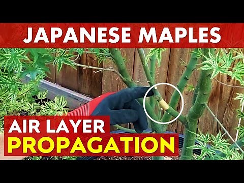 Air Layering Japanese Maple Trees | Easy Maple Propagation