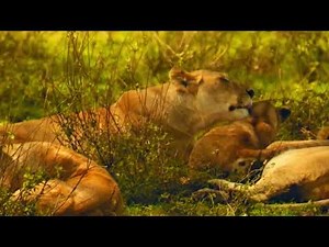 Wild Animals | ZAMBEZI JOURNEY Crossing the Waters of Peril | Animal Documentary