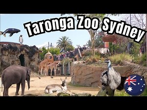 FULL GUIDE Taronga Zoo Sydney Australia Tour