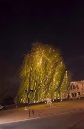 Weeping willows are technically a genetic mutation humans refused to fix.Every normal tree grows tension wood on the upper side of its branches. It's a specialized cellulose structure that contracts like a muscle, pulling each limb upward against gravity. That's how a tree stays vertical.Weeping willows can't do it. A mutation in the WEEP gene inverts the auxin gradient that tells a branch which side is up. Growth hormone accumulates on the wrong side. Cells elongate on top instead of reinforcin