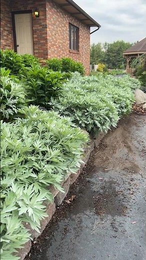 Artemisia ‘Silver Lining’🩶 | Walters Gardens