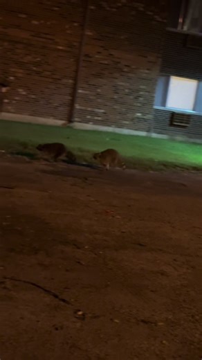 Raccoons Caught in 4K: Mischief Unleashed