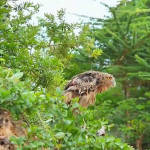 Daily Survival-Owl vs Snake Fierce Battle- Wildlife | American Animals