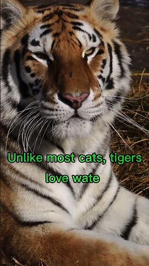 All about a tigers | Tiger facts | Tigers Diet #tiger #shorts #animals