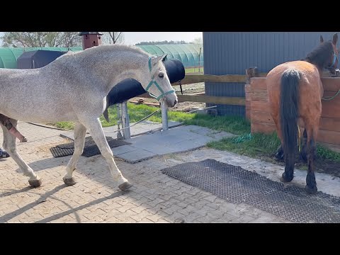 Zaloty koni Małopolskich Ogier Aspan i Krym woj. Opolskie