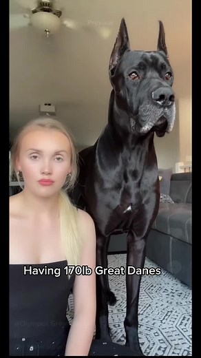 Olympus Great Danes on TikTok