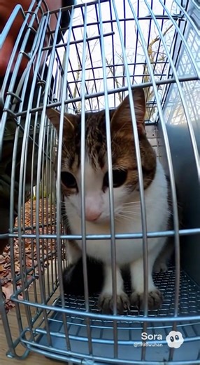 Adorable Cat Sounds: A Compilation of Cutest Meows