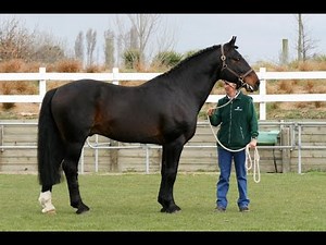 Ballad of the Irish Horse (Widflife Documentary)