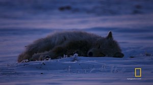 120K views · 119 reactions | During the winter, finding food is a daily struggle. But these Arctic Wolves have a ray of hope to satisfy their hungry bellies: arctic hares. | National Geographic TV | Facebook