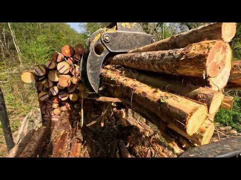 POV Crane Unloading Logs – Satisfying ASMR 🌲💥