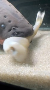 How many fish can my electric eel eat in 1 sitting?? #thekingofdiy #aquarium #fish #fishtank #fishtanks #animals #plantedtank #plantedaquarium #eel #electric #electriceel #electriceels #shocking #shock #food #eat #mukbang #rawfish #seafood | UaruJoey