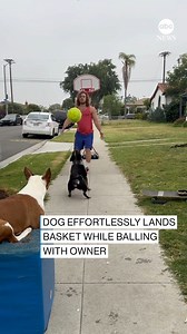 A dog trainer working with his pets outside his home reassured a nervous passerby that they posed no threat, by getting the athletic animal to showcase its basketball skills. | ABC News