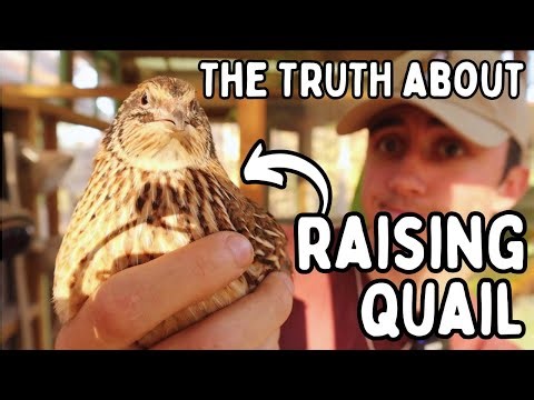 Pros vs Cons of Raising Quail