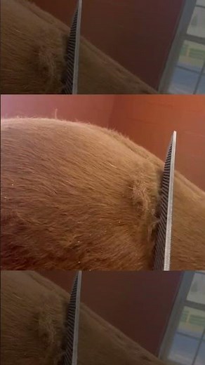 Farrier Shares Horse Care Springtime Shedding Tip #horsecare #horsetips #horses