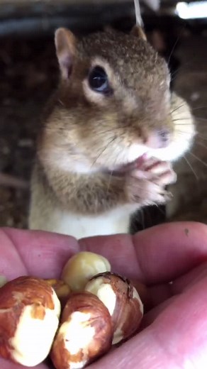 Mr Dinky is officially done hibernating, great to see you my baby #fyp #animalsoftiktok #cute #chipmunk #dinky