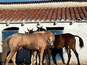 Pura Raza caballos.Horse mating.inseminacion burro mula en celo o yegua por caballo semental.parte 8