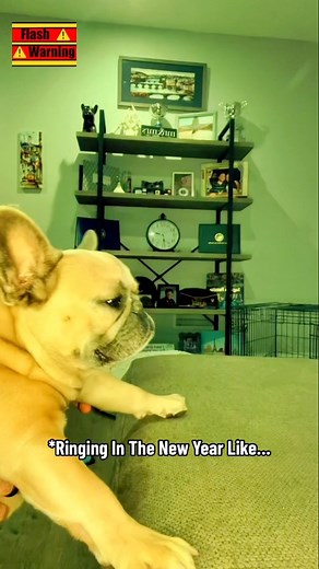 38K views · 1.3K reactions | Dj Apollo has your new years plans covered  #djapollo #newyears #happynewyear #frenchbulldog #happynewyear2024 #dogparent | somefrenchienamedapollo | Facebook