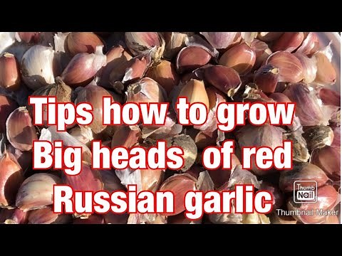 How to grow big head red Russia garlic