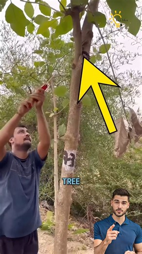 The Future of Arboriculture This Automatic Tree Pruner Does the Work For You | Interesting Today