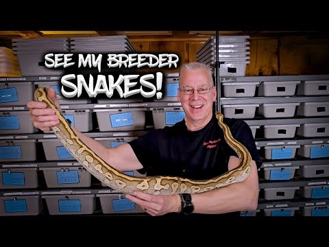 My Ball Python Breeding Plans for 2026