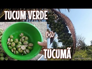 Conheça o tucum ou tucumã, coquinho comestível/Fruto do tucunzeiro do Maranhão.