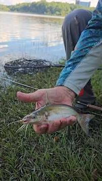 Spring Loaded Catfish!