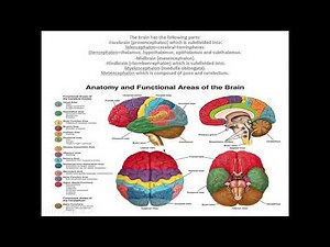 Neuroanatomy - Lecture 1
