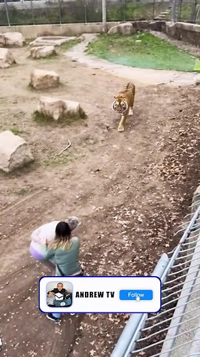 The lady fell into the tiger enclosure 😱 | Andrew Lincoln TV
