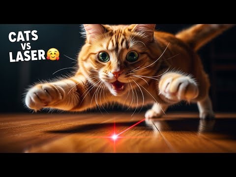 Hilarious Cats vs Laser Compilation 😂 | The Funniest Laser Chase Moments Ever!