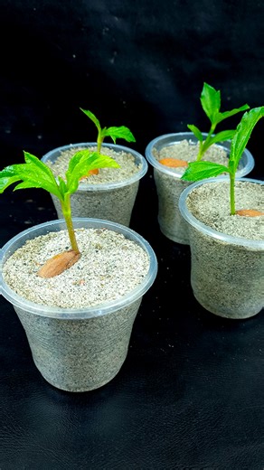 How to grow almond tree at Home || The easiest way to grow almond tree //#highlights #reels #shortsvideos | Rana Craft