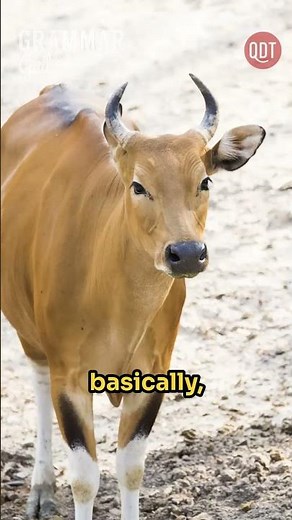 How we got individual letters from hieroglyphics, with Danny Bate