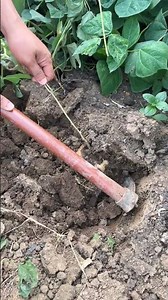 🥔🌱 Manual Jicama Root Tuber Harvesting in Garden Soil