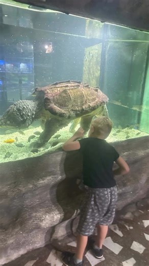 If this doesn't break your heart and make you think about what we are doing to our fellow animals, nothing will. Activist Ben, of Give Me Your Voice says, "Twenty years in a tank that holds barely 2000 liters of water - the volume of ten household bathtubs. And yet this animal, an alligator snapping turtle, was shaped by rivers and wetlands that stretch for miles … in the wild, they roam muddy bottoms, dig into sandbanks, lie motionless under roots and command entire ecosystems. Science tells us
