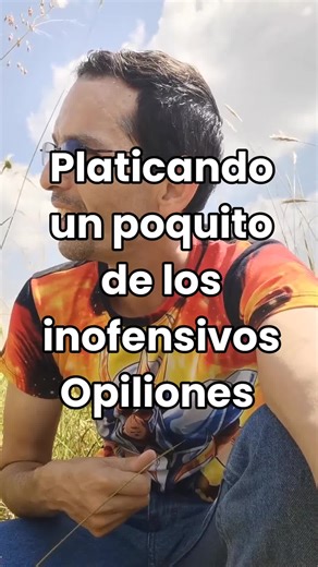 Descubre los Opiliones: Arácnidos Inofensivos