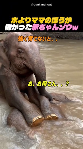 水よりママのほうが怖かった赤ちゃんゾウw
